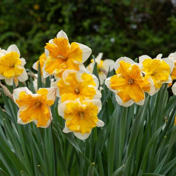 Bulbes à fleurs à planter à l'automne - Narcisse Orangery (x5) - face recto